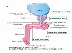 Image result for Normal Bladder