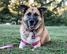 Image result for German Shepherd Mixed Breeds