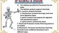 Image result for Skeletal System Iproject Grade 6