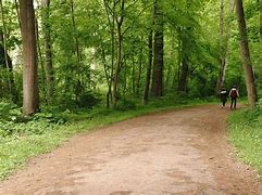 Image result for Forest Walk Path