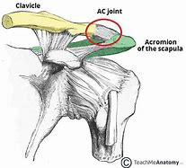 Image result for AC Joint Capsule