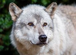 Image result for Single Wolf