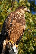 Image result for Ontario Birds of Prey