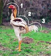 Image result for Malay Chicken Bird