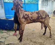 Image result for Bakri 11 Rapper