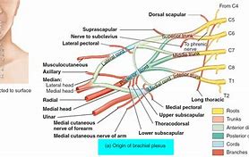 Image result for Brachial Plexus Nerve Glides