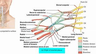 Image result for Brachial Plexus Innervation Chart