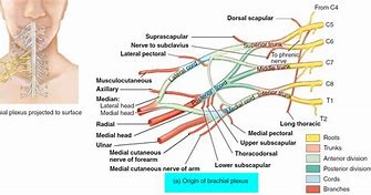 Image result for Brachial Plexus Roots