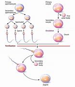 Image result for Haploid Pair