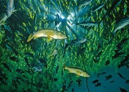 Image result for Biodiversity in Ocean