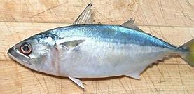 Image result for Indian Mackerel