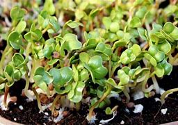 Image result for Two Cotyledons