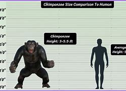 Image result for 6Ft Chimpanzee