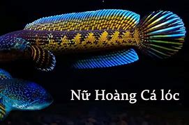 Image result for Cá Lóc Dưới Sông