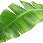 Image result for Senna Leaf PNG