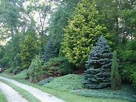 Image result for Dwarf Fir Trees