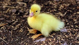 Image result for Picture of Yellow Duck