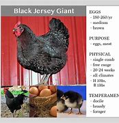 Image result for Giant Food Black