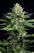 Image result for OG Kush CBD