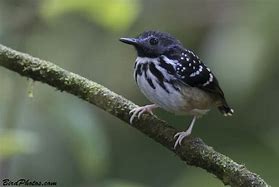 Image result for Habitat for Birds in Guyana