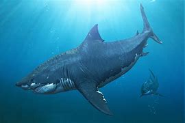 Image result for Megalodon Shark