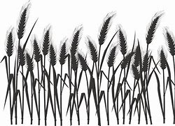 Image result for Rice Field Victor PNG