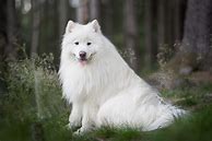 Image result for White Puffy Doggo