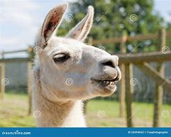 Image result for Lama Smiling