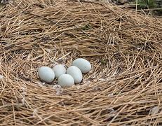 Image result for Swan Nesting Ashtrays