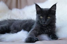 Image result for Proud Black Cat