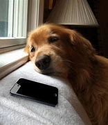 Image result for Dog Waiting Laugh Meme