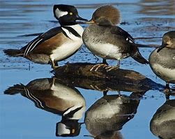 Image result for Hooded Merganser Fskeleton