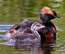 Image result for Female Grebe