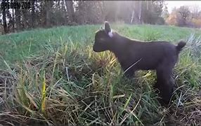 Image result for Bat Goat