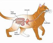 Image result for Cat Digestive Tract