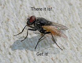 Image result for Fly Meme