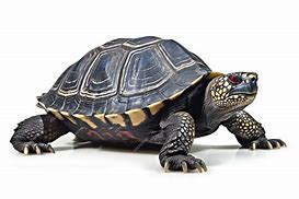 Image result for Tortoise Side View