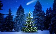 Image result for Christmas Tress Pictures