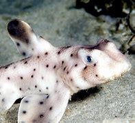 Image result for Horn Shark