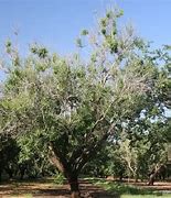 Image result for Is Almond Tree Pruns