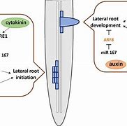 Image result for Auxin Cytokinin Soybean Nodule