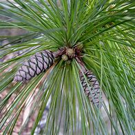 Image result for Full-Grown White Pines