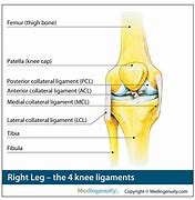 Image result for Illustration of Knee Anatomy