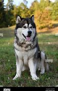 Image result for Black Malamute