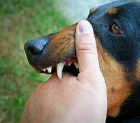 Image result for Rabid Bat Bite