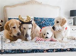 Image result for Dog Family Images