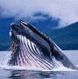 Image result for Whale Water