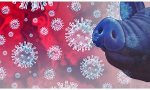 Image result for Swine Flu Rash