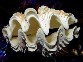 Image result for Unusual Clam Schell's