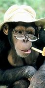 Image result for Funny Monkey Love